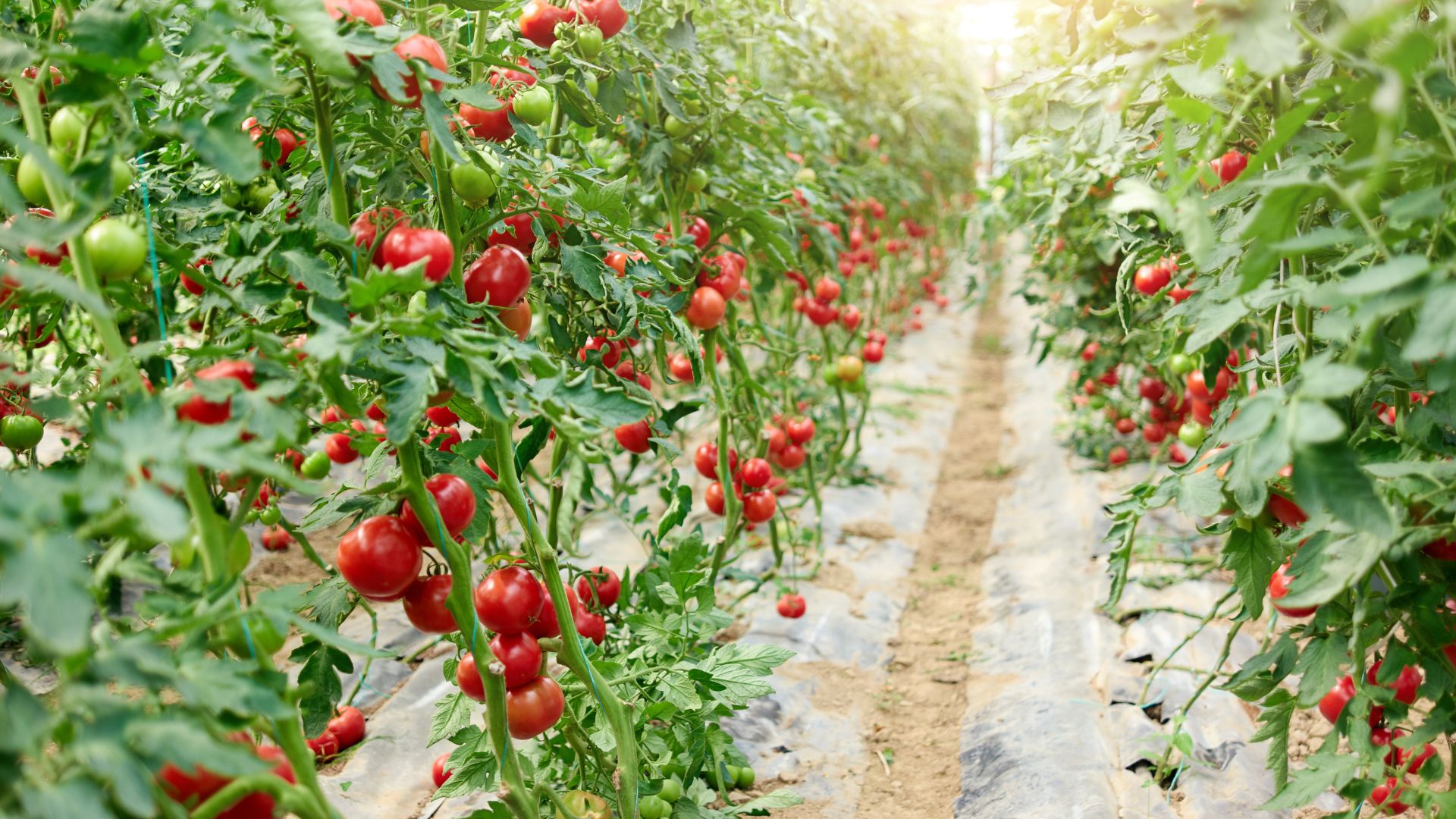 new-greenhouse-technology-improving-tomato-growing-conditions